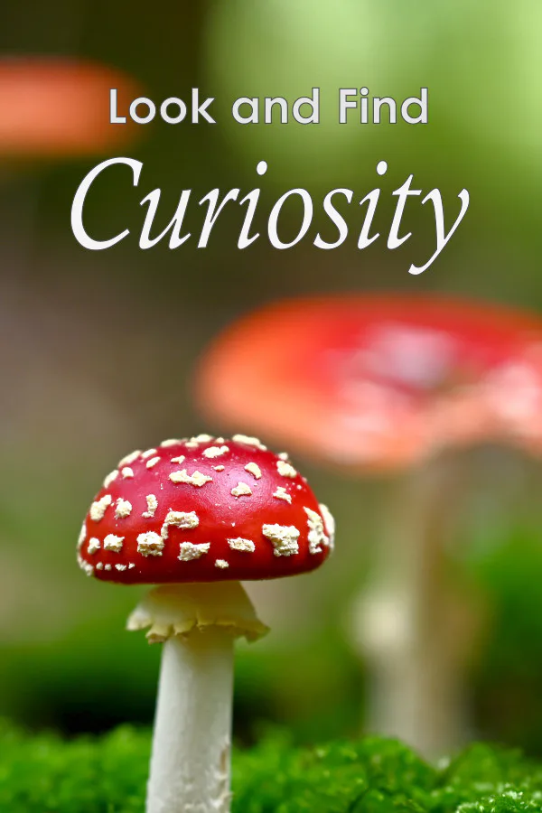 Copertina di Look and Find - Curiosity
