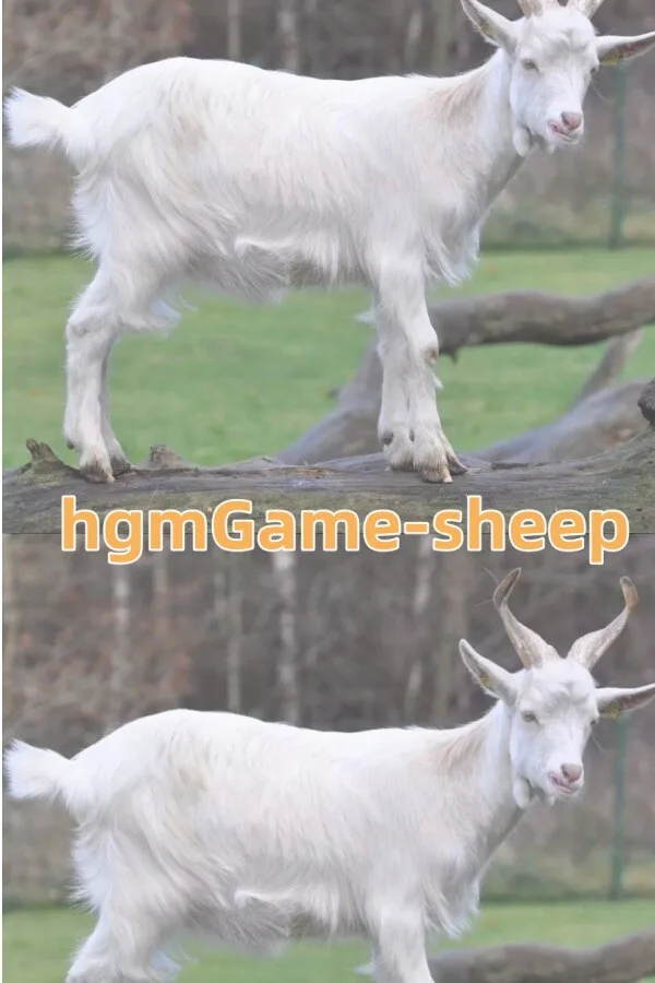 Copertina di hgmGame-sheep