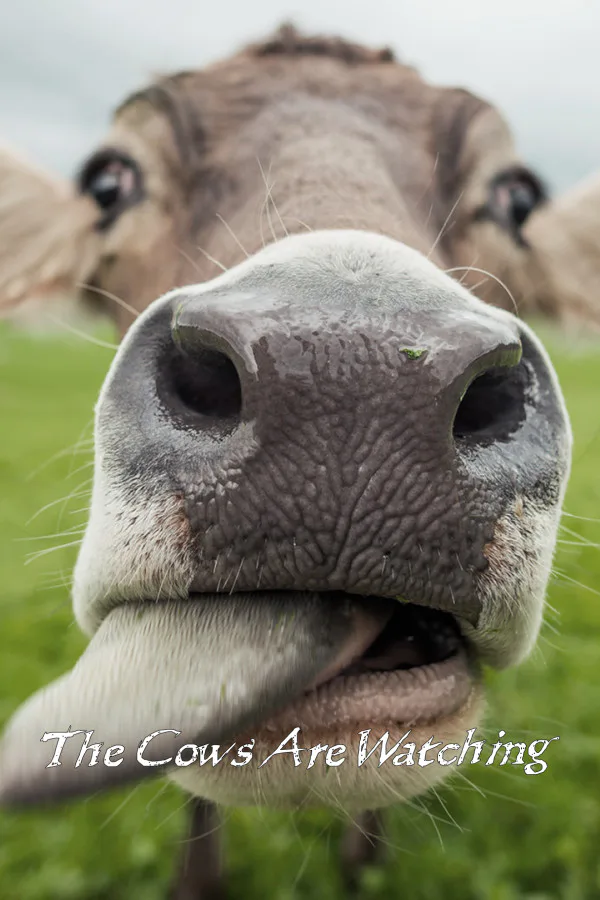Copertina di The Cows Are Watching