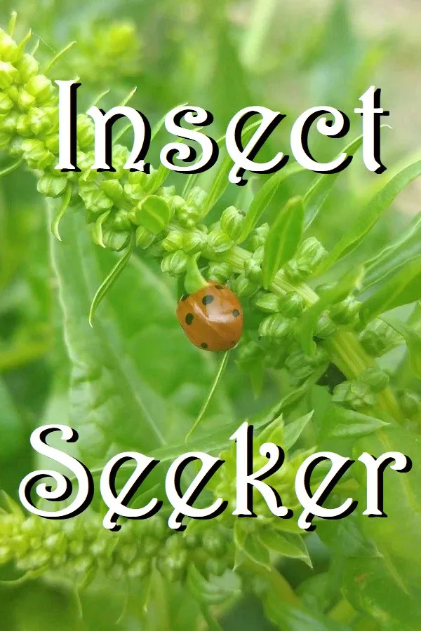 Copertina di Insect Seeker