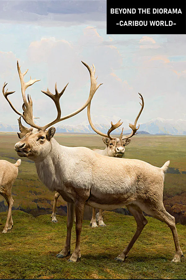 Copertina di Beyond The Diorama: Caribou World
