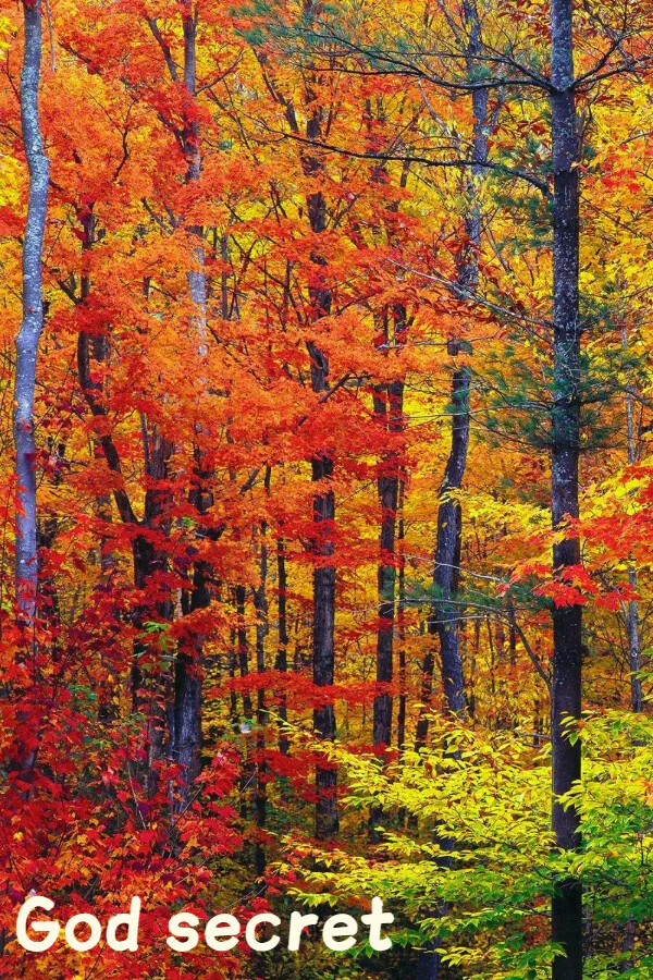 Copertina di God secret